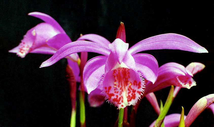 tibeti orchidea
